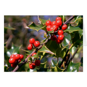 Holly Berries Card