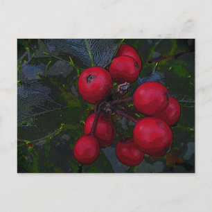 Holly Berries Postcard Postkarte