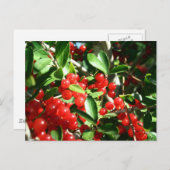 Holly Berries Postkarte (Vorne/Hinten)