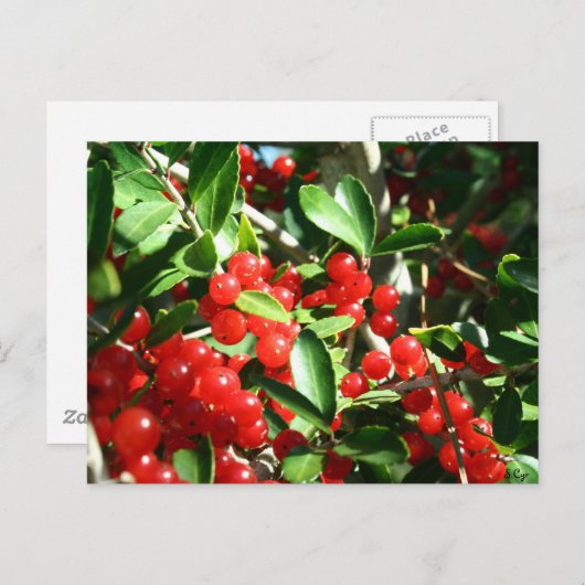Holly Berries Postkarte (Vorne/Hinten)