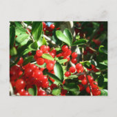 Holly Berries Postkarte (Vorderseite)