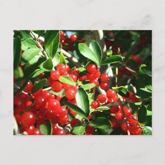 Holly Berries Postkarte (Vorderseite)