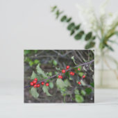 Holly Berries Postkarte (Stehend Vorderseite)