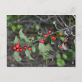 Holly Berries Postkarte (Vorderseite)