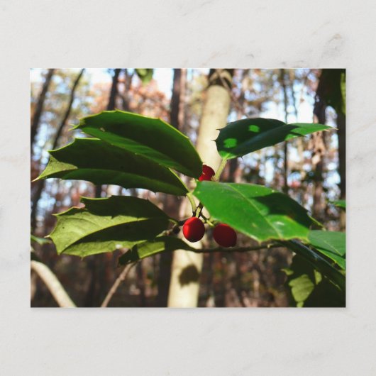 Holly Blätter I Holiday Botanical Feiertagspostkarte (Vorderseite)