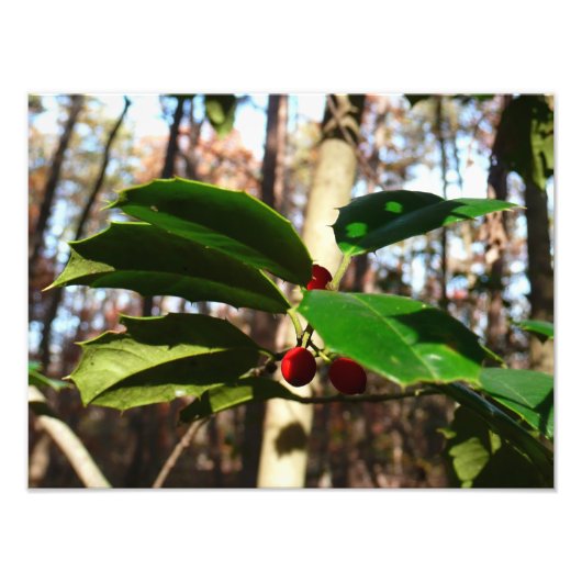 Holly Blätter I Holiday Botanical Fotodruck (Vorne)