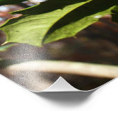 Holly Blätter I Holiday Botanical Fotodruck (Ecke)