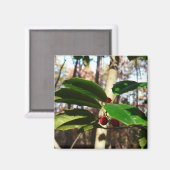 Holly Blätter I Holiday Botanical Magnet (Vorderseite/Rückseite)