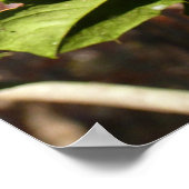 Holly Blätter I Holiday Botanical Poster (Ecke)