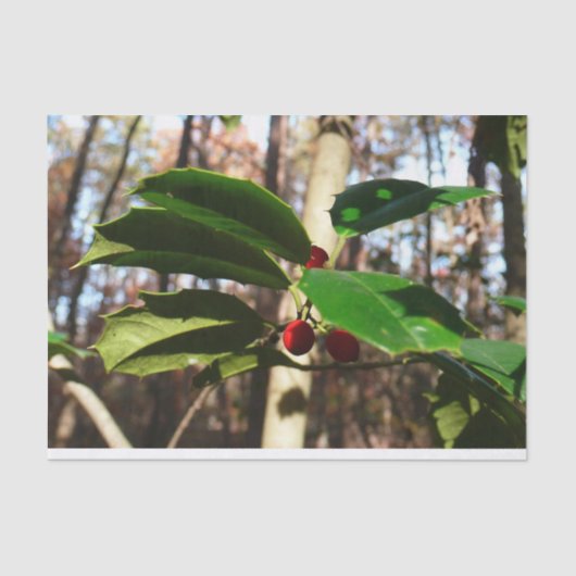 Holly Blätter I Holiday Botanical Seidenpapier (Vorderseite)