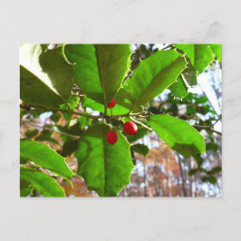Holly Blätter II Holiday Nature Botanical Feiertagspostkarte