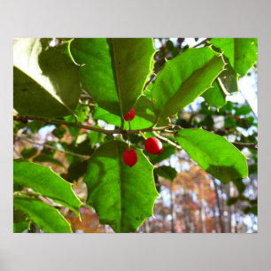 Holly Blätter II Holiday Nature Botanical Poster