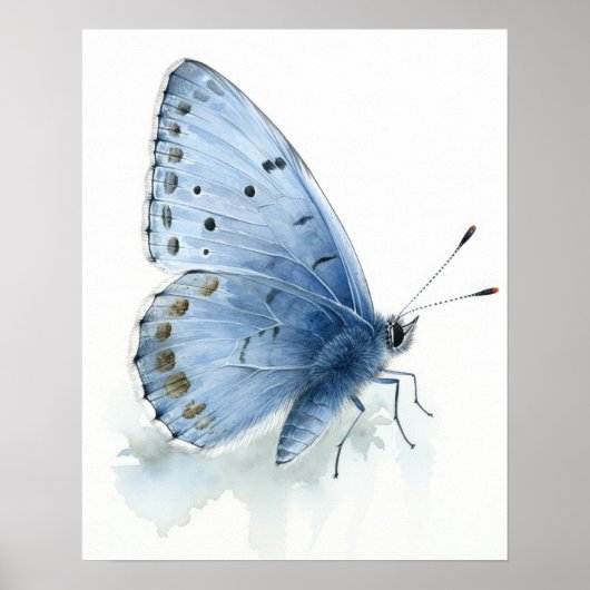 Holly Blue Butterfly Art Print Poster (Vorne)
