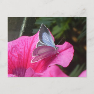 Holly Blue Butterfly on Pink Blume DIY Postcard Feiertagspostkarte