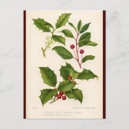 Holly Botanical Illustration Christmas Postcard Feiertagspostkarte