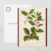 Holly Botanical Illustration Christmas Postcard Feiertagspostkarte (Vorne/Hinten)