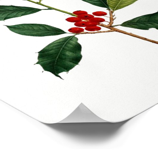 Holly Botanical Print Poster (Ecke)