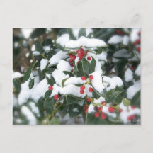 Holly Bush 2007 Postcard