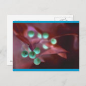 Holly Feiertagspostkarte (Vorne/Hinten)