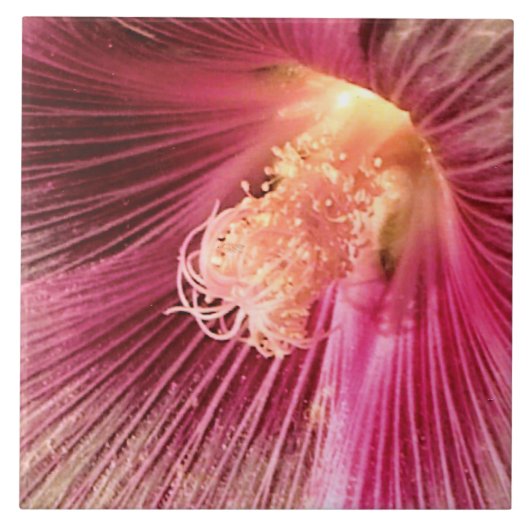 Holly Hock im Abend Sun Fliese (Vorderseite)