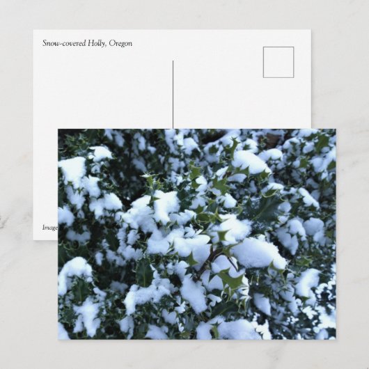 Holly mit Schnee Postkarte (Vorne/Hinten)