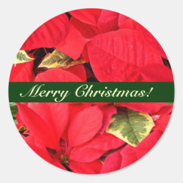 Holly Point Poinsettias Christmas Floral Runder Aufkleber