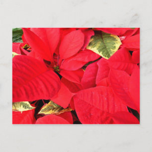 Holly Point Poinsettias Holiday Floral Feiertagspostkarte