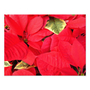 Holly Point Poinsettias Holiday Floral Fotodruck