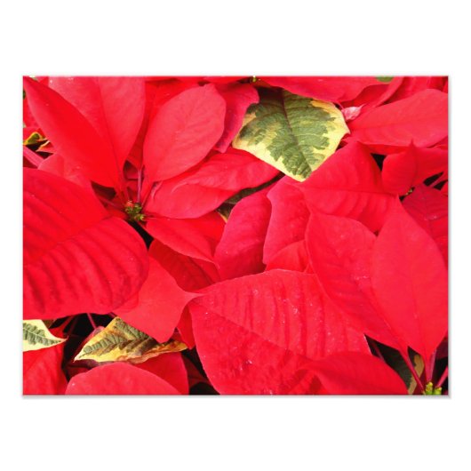 Holly Point Poinsettias Holiday Floral Fotodruck (Vorne)