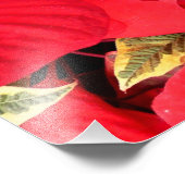 Holly Point Poinsettias Holiday Floral Fotodruck (Ecke)