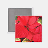 Holly Point Poinsettias Holiday Floral Magnet (Vorderseite/Rückseite)