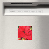 Holly Point Poinsettias Holiday Floral Magnet (In Situ (Geschirrspüler))