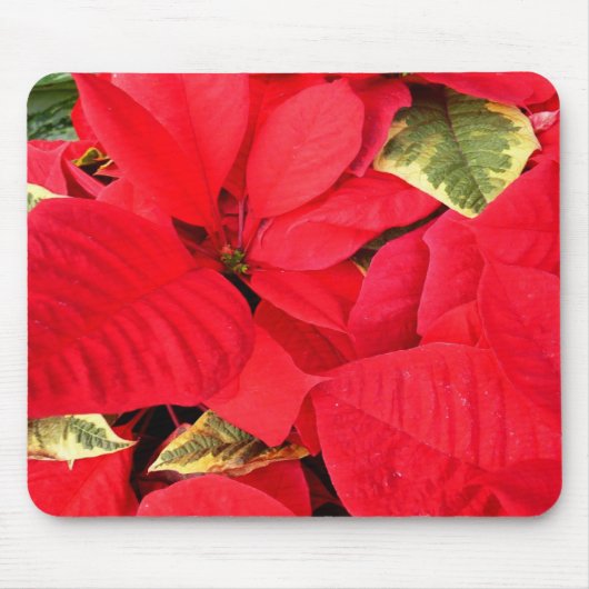 Holly Point Poinsettias Holiday Floral Mousepad (Vorne)