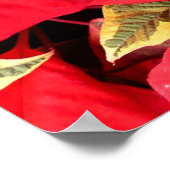 Holly Point Poinsettias Holiday Floral Poster (Ecke)