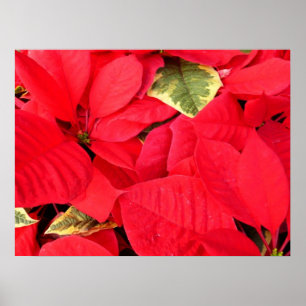 Holly Point Poinsettias Weihnachtsfeiertage Floral Poster