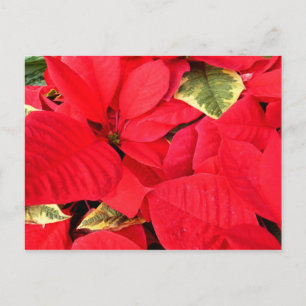 Holly Point Weihnachtssterne Holiday Floral Feiertagspostkarte