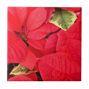 Holly Point Weihnachtssterne Holiday Floral Fliese