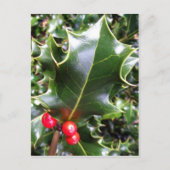 Holly Postcard Postkarte (Vorderseite)