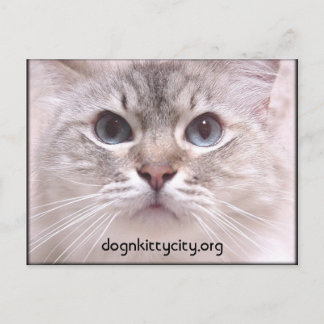 Holly Postcard Postkarte