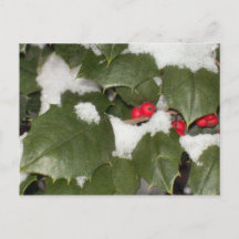 Holly Postcard