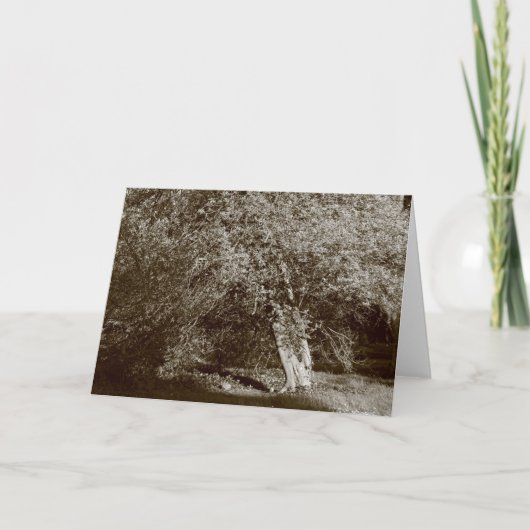 Holly Tree - Sepia Karte (Vorderseite)