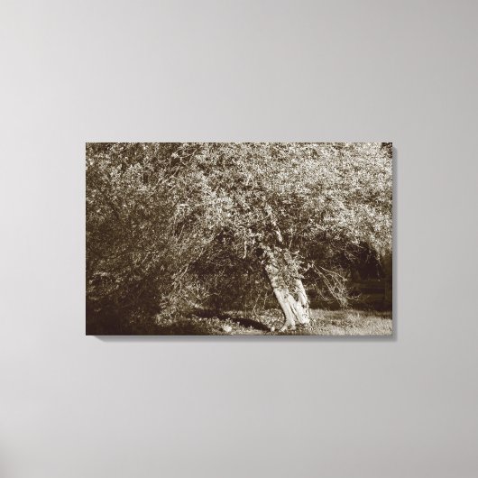 Holly Tree - Sepia Leinwanddruck (Vorderseite)