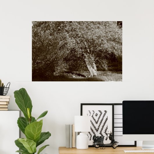 Holly Tree - Sepia Poster (Heimbüro)