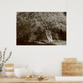 Holly Tree - Sepia Poster (Küche)