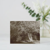 Holly Tree - Sepia Postkarte (Stehend Vorderseite)