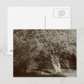 Holly Tree - Sepia Postkarte (Vorne/Hinten)