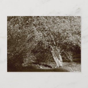 Holly Tree - Sepia Postkarte
