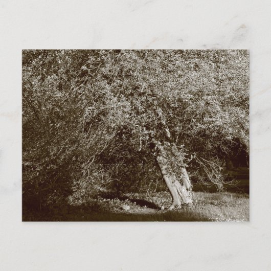 Holly Tree - Sepia Postkarte (Vorderseite)