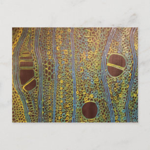 Holly under a microscope - Postcard by Joanne Case Postkarte