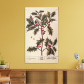 Holly von 'A Curious Herbal', 1782 Leinwanddruck (Insitu (Wohnzimmer))